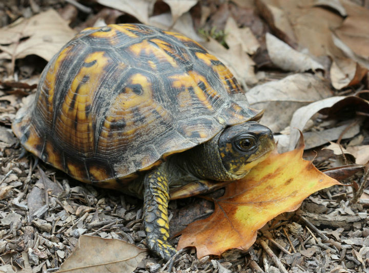 Eastern Box Turtle